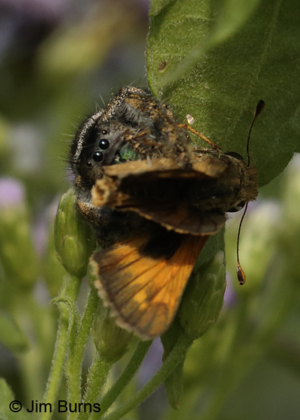 Bold Jumping Spider with male Sachem #4, Texas