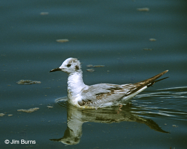 Bonaparte's Gull 1st winter