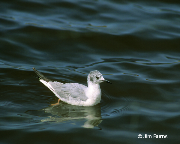 Bonaparte's Gull adult nonbreeding