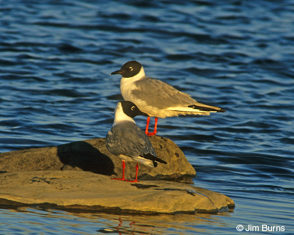 Bonaparte's Gulls
