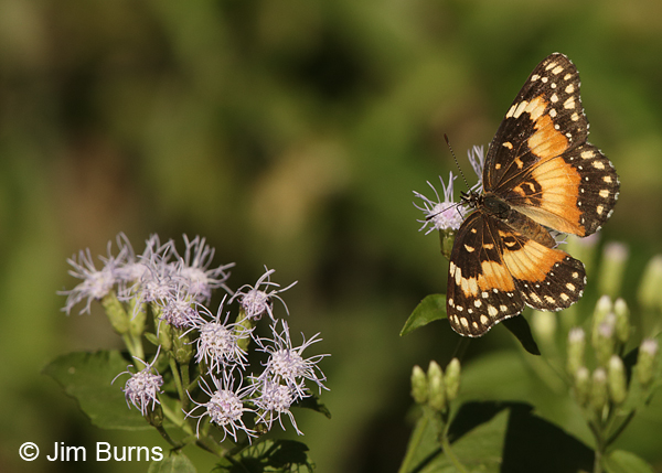 Bordered Patch on Crucita, Texas