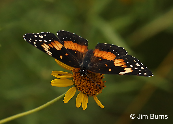 Bordered Patch on Goldeneye Daisy, Texas