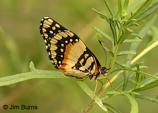Bordered Patch underwing on a cold, sunless morning, Texas