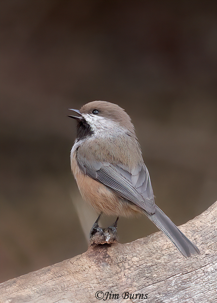 Boreal Chickadee dorsal view--6554
