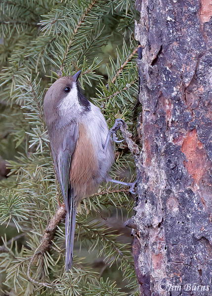 Boreal Chickadee in Black Spruce--6565