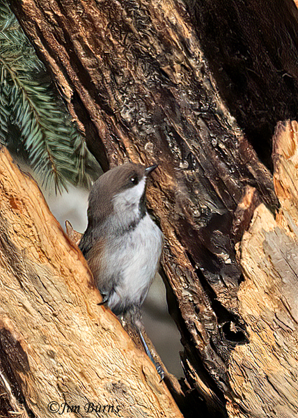 Boreal Chickadee exploring broken snag--6986
