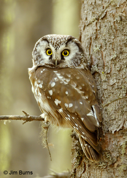 Boreal Owl