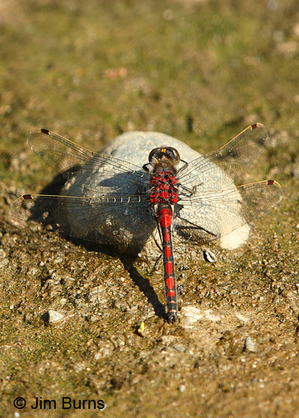 Boreal Whiteface male dorsal view, Anchorage, AK, June 2015