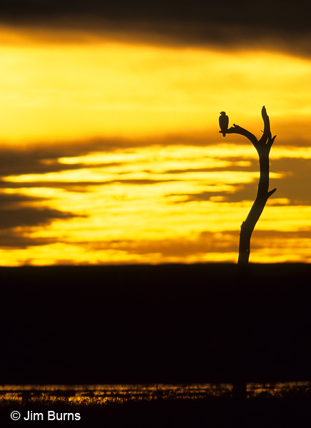 Bald Eagle Bosque sunrise