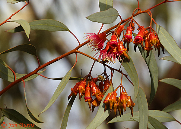 Bottlebrush Tree buds, Arizona--9335
