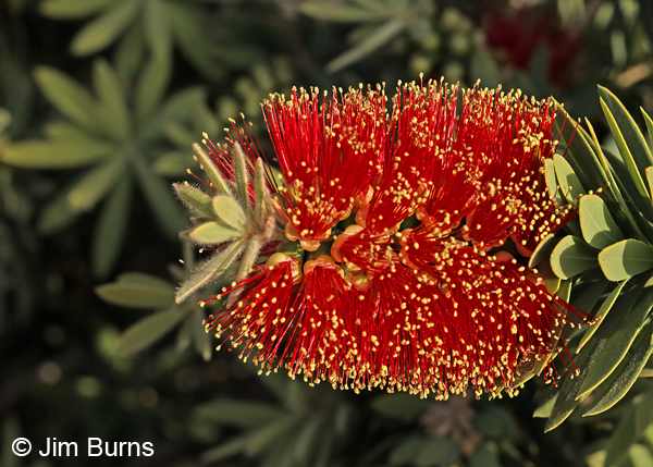 Bottlebrush Tree, Arizona
