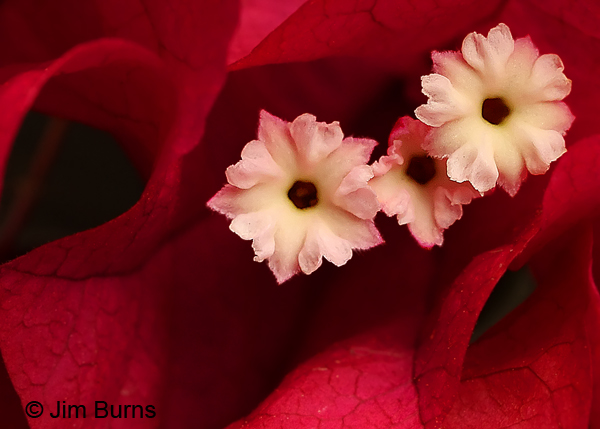 Bougainvillea, Arizona