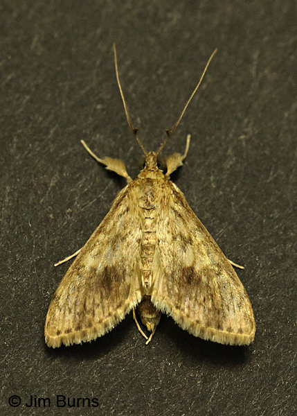 Bougainvillea Caterpillar Moth, Arizona