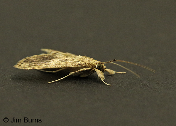 Bougainvillea Caterpillar Moth dorsolateral view, Arizona