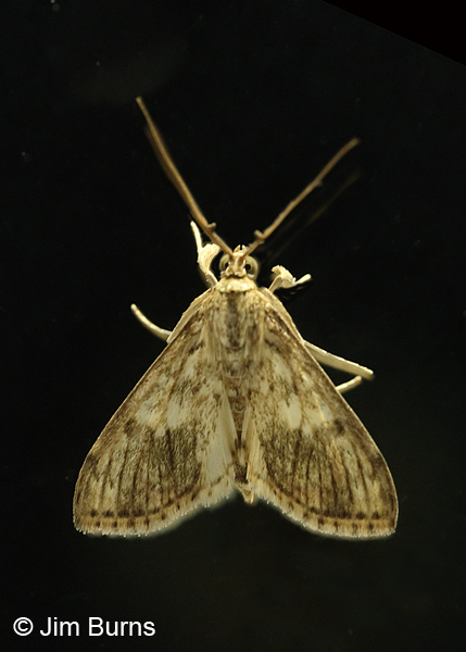 Bougainvillea Caterpillar Moth on black, Arizona