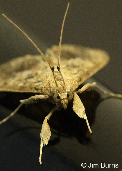Bougainvillea Caterpillar Moth face shot, Arizona