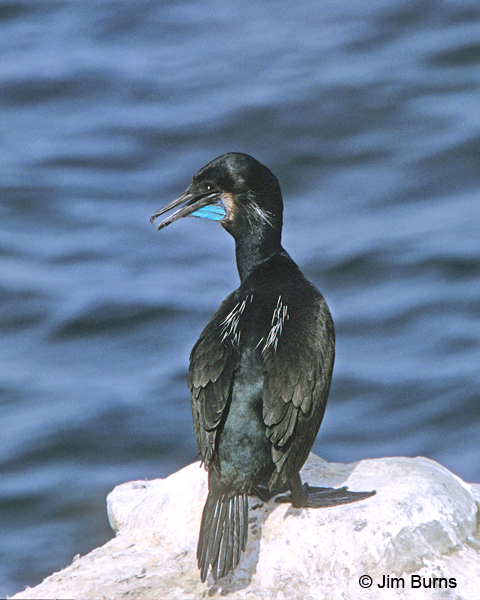 Brandt's Cormorant adult calling