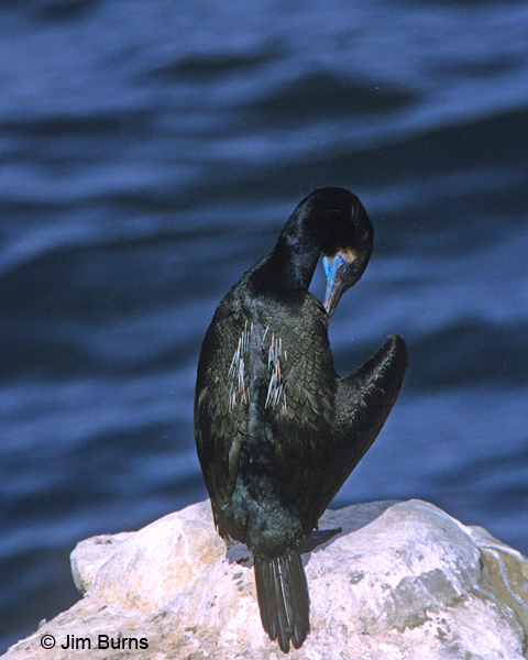 Brandt's Cormorant adult preening