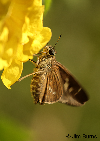 Brazilian Skipper, Texas