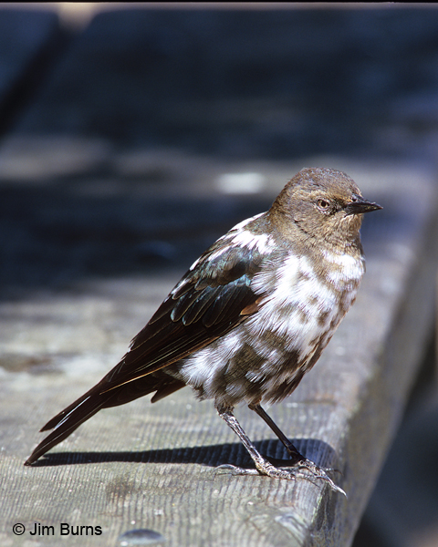 Brewer's Blackbird partial albino