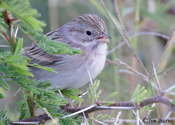 Brewer's Sparrow with grass seed--9273