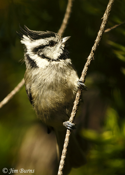 Bridled Titmouse #2--6754