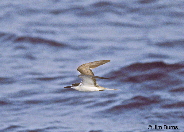Bridled Tern