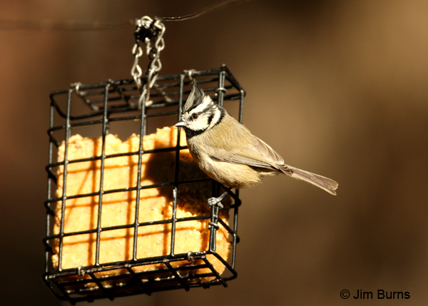 Bridled Titmouse on suet