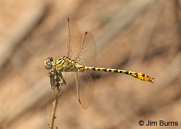 Brimstone Clubtail male dorsolateral view, Sandoval Co., NM, August 2013