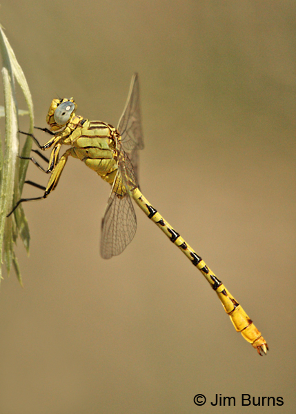 Brimstone Clubtail male hanging from Coyote Willow, Sandoval Co., NM, August 2013