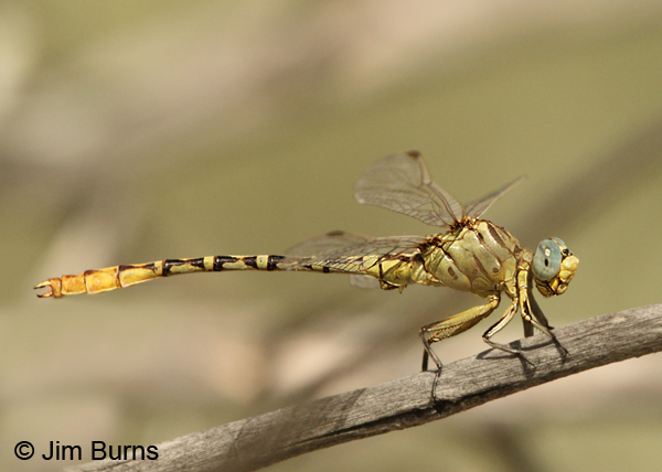 Brimstone Clubtail male on Coyote Willow, Sandoval Co., NM, August 2013