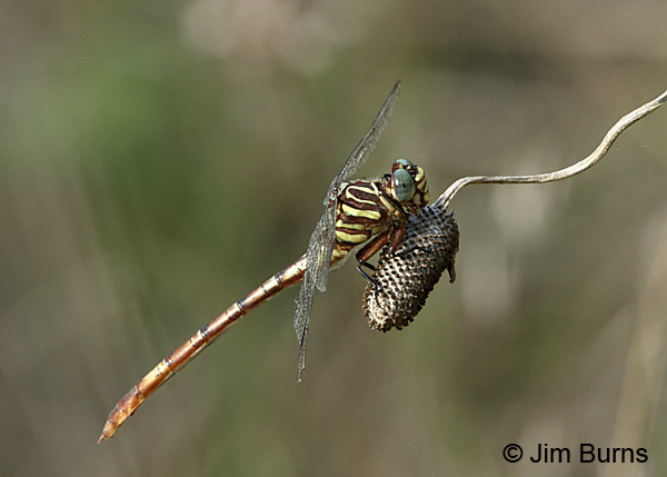 Broad-striped Forceptail female, Travis Co., TX, August 2017.