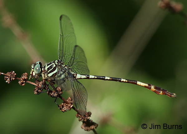 Broad-striped Forceptail male with small bee, Travis Co., TX, August 2017