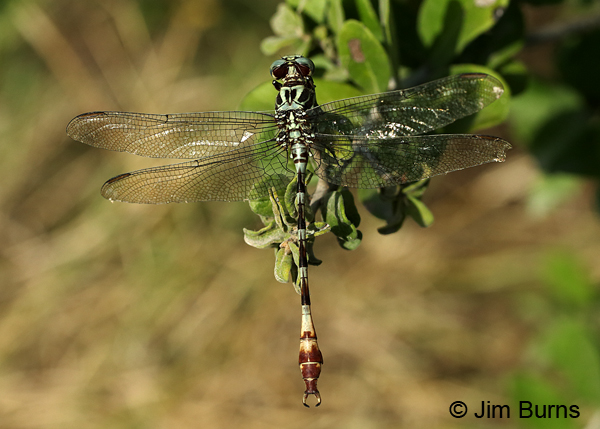 Broad-striped Forceptail male dorsal view, Kinney Co., TX, August 2017