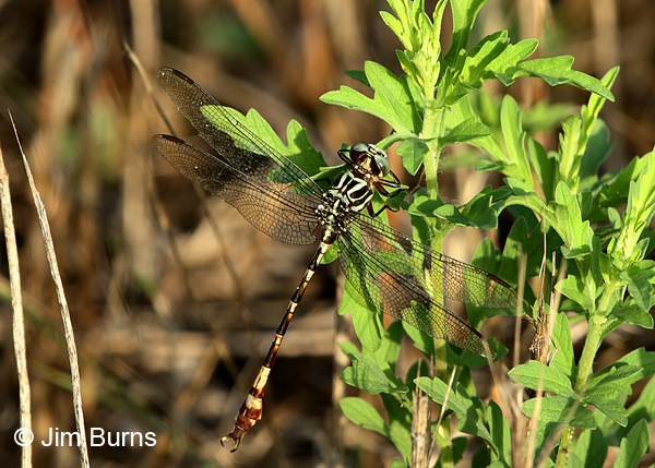 Broad-striped Forceptail male hanging up, Travis Co., TX, August 2017