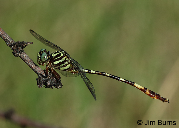 Broad-striped Forceptail male, Kinney Co., TX, August 2017