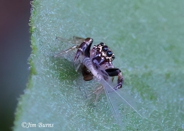Bronze Jumper male (Eris sp.) with winged insect, Arizona--2531