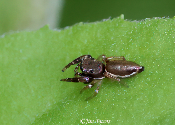 Bronze Jumper male (Eris sp.), Arizona--2566