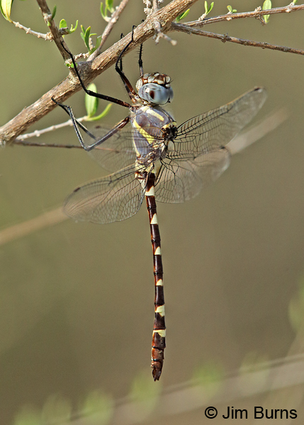 Bronzed River Cruiser male, Kinney Co., TX, August 2017