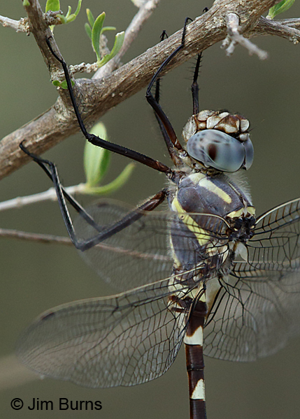 Bronzed River Cruiser male head and thorax, Kinney Co., TX, August 2017