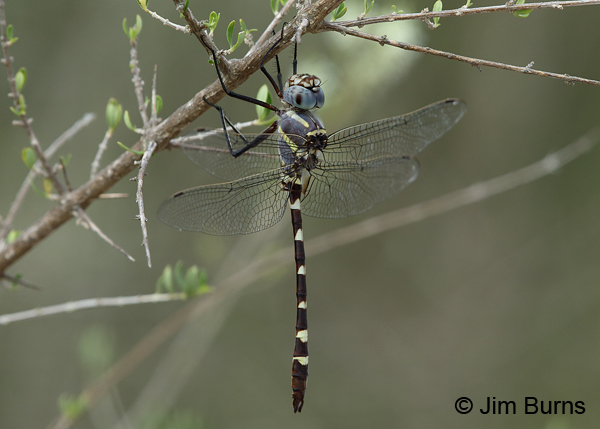Bronzed River Cruiser male #2, Kinney Co., TX, August 2017