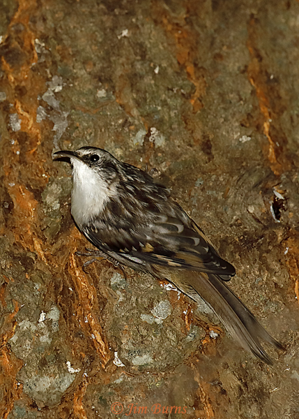 Brown Creeper--6199