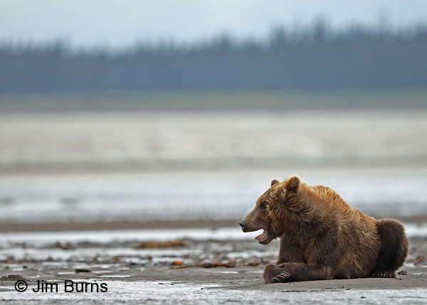 Brown Bear channelling inner lion