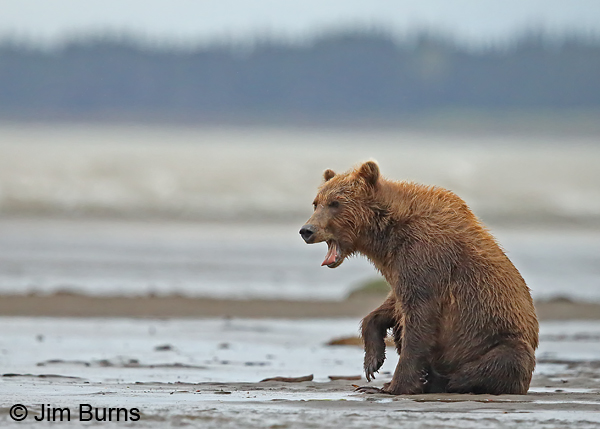 Brown Bear on beach 2 9330
