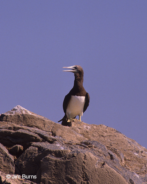Brown Booby female adult (brewsteri)