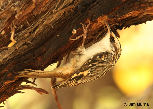 Brown Creeper defying gravity
