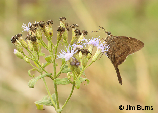Brown Longtail, Texas