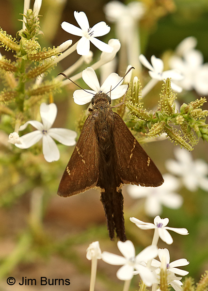 Brown Longtail female on White Plumbago, Texas