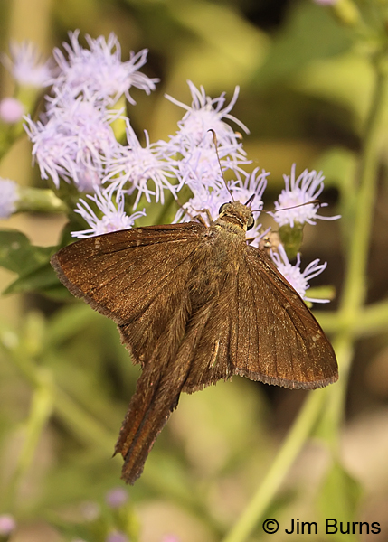 Brown Longtail mail on Crucita, Texas
