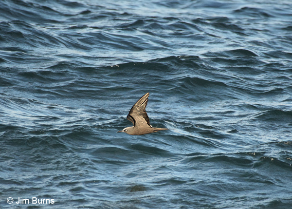 Brown Noddy in flight wings upswept